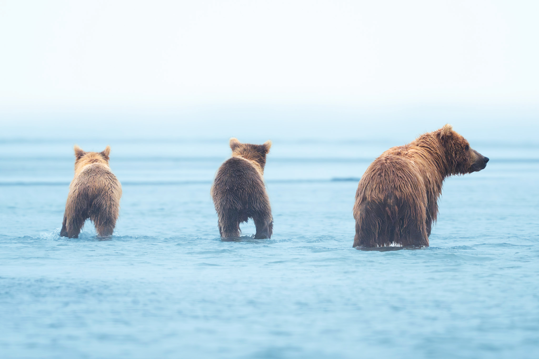 3 Bears Fishing for Salmon